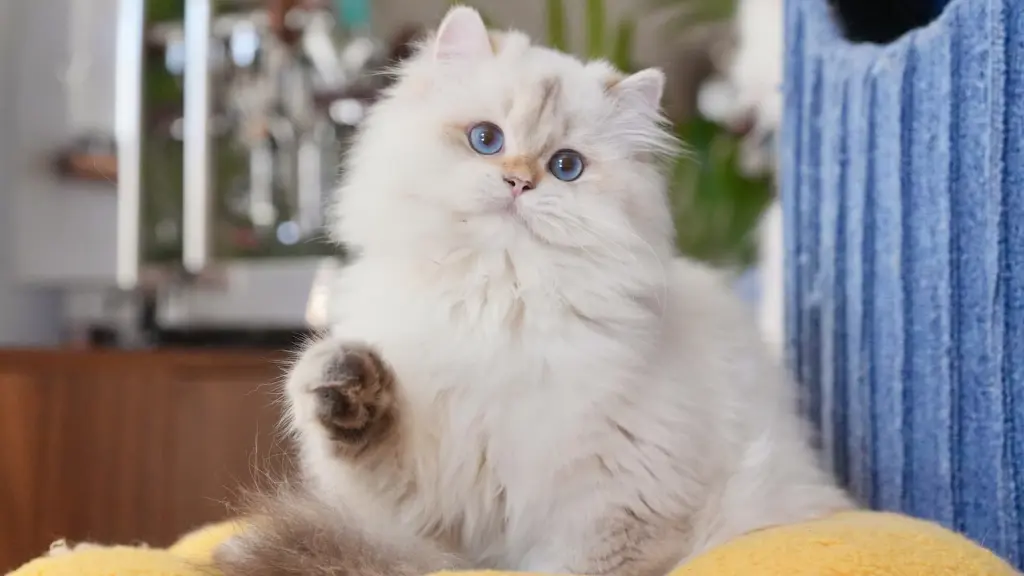 Chăm sóc mèo anh lông dài