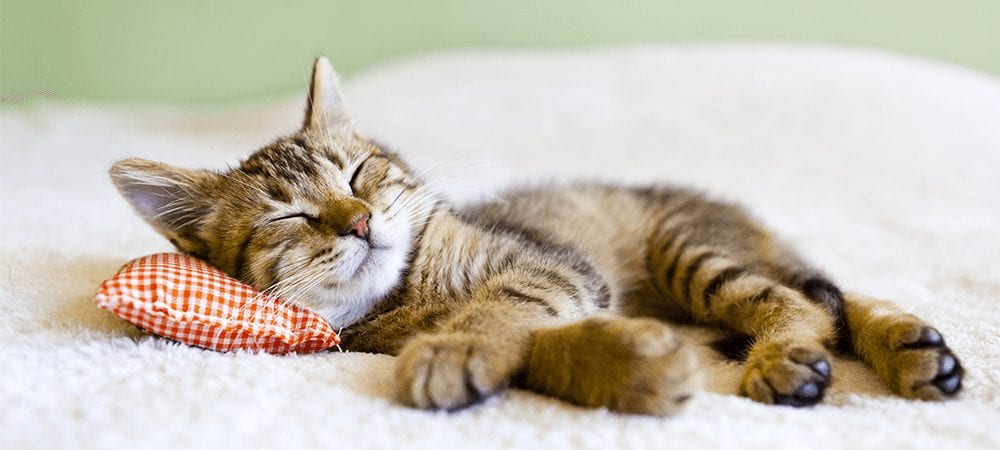 Chăm sóc mèo con mới đẻ