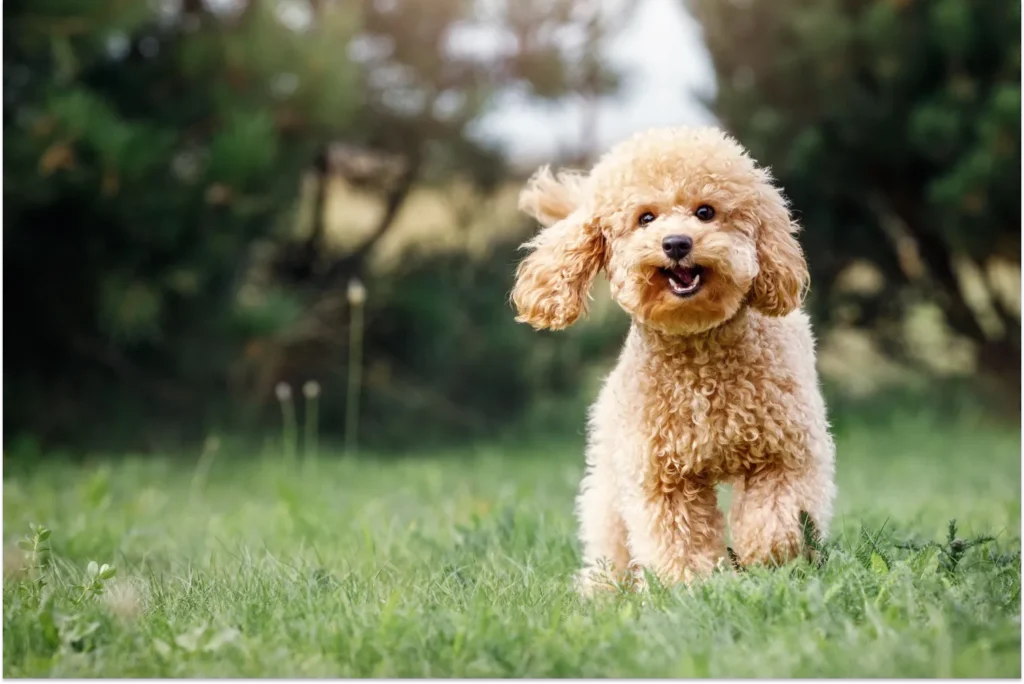 Cách Nuôi Chó Poodle luôn xinh xắn
