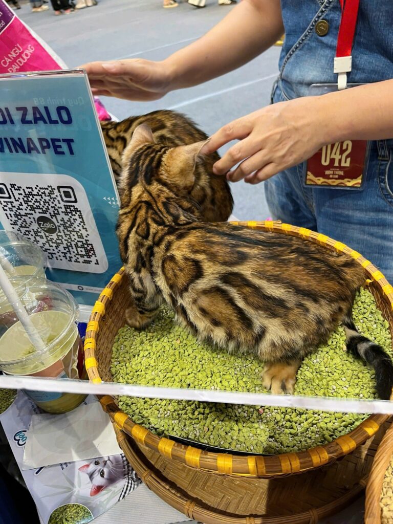 Cát mèo giá rẻ HCM