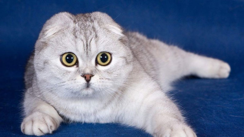 Chăm sóc mèo anh lông ngắn