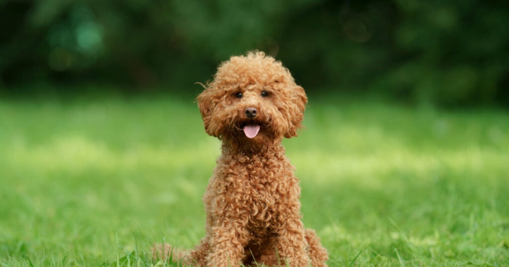 Cách Nuôi Chó Poodle luôn xinh xắn